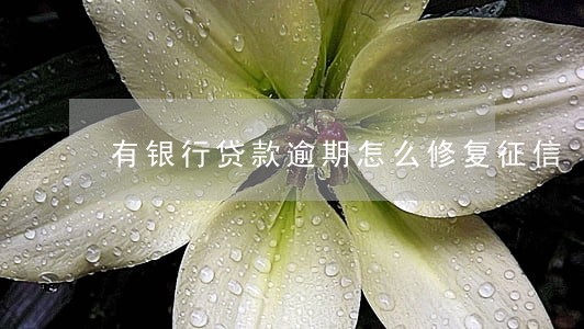 有银行贷款逾期怎么修复征信 有银行贷款逾期怎么修复征信