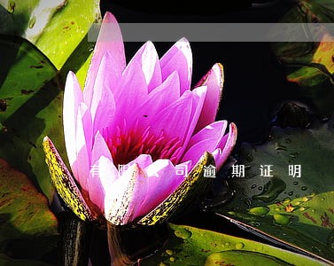 有限公司逾期证明 有限公司逾期证明