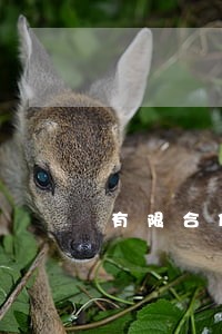 有限合伙协议律师修改版