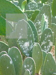 朋友严重逾期可以帮他续保吗 朋友严重逾期可以帮他续保吗