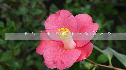 朋友信用卡逾期你该怎么办 朋友信用卡逾期你该怎么办