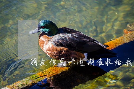 朋友信用卡逾期催收给我打电话 朋友信用卡逾期催收给我打电话
