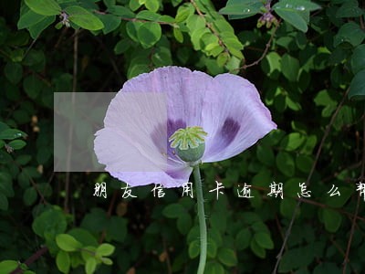 朋友信用卡逾期怎么帮他还
