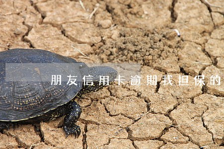 朋友信用卡逾期我担保的 朋友信用卡逾期我担保的