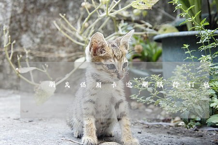 朋友信用卡逾期银行打电话给自己 朋友信用卡逾期银行打电话给自己