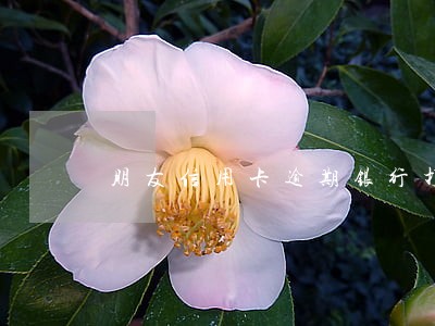 朋友信用卡逾期银行打电话问我