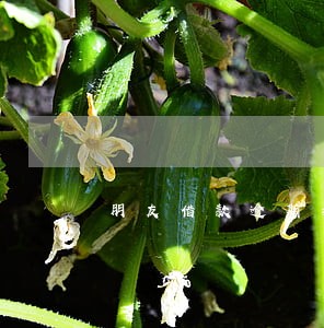 朋友借款逾期我是担保人不出庭 朋友借款逾期我是担保人不出庭
