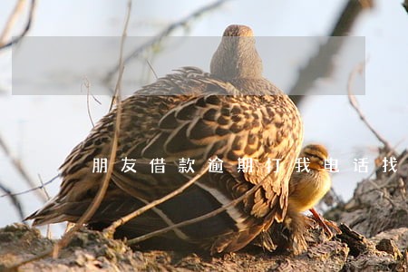 朋友借款逾期打我电话找人 朋友借款逾期打我电话找人