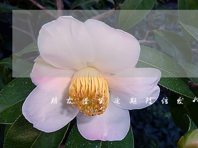 朋友借贷逾期短信发我怎么办 朋友借贷逾期短信发我怎么办