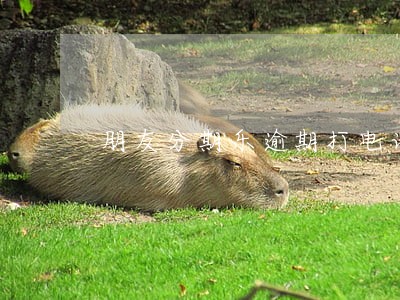 朋友分期乐逾期打电话给我 朋友分期乐逾期打电话给我