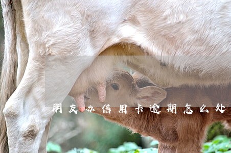 朋友办信用卡逾期怎么处理 朋友办信用卡逾期怎么处理