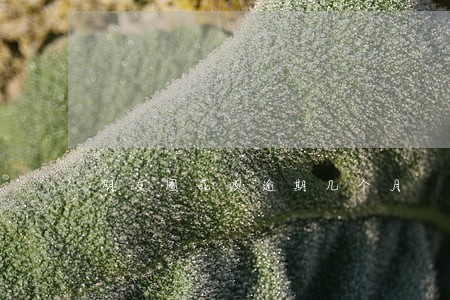 朋友圈花呗逾期几个月 朋友圈花呗逾期几个月