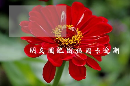 朋友圈配图信用卡逾期 朋友圈配图信用卡逾期