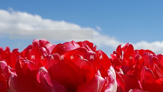 朋友急用贷逾期未还怎么办 朋友急用贷逾期未还怎么办