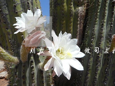 朋友打了人让做司法担保 朋友打了人让做司法担保