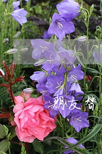 朋友替别人网贷逾期怎么办 朋友替别人网贷逾期怎么办