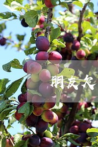 朋友欠网贷逾期 朋友欠网贷逾期