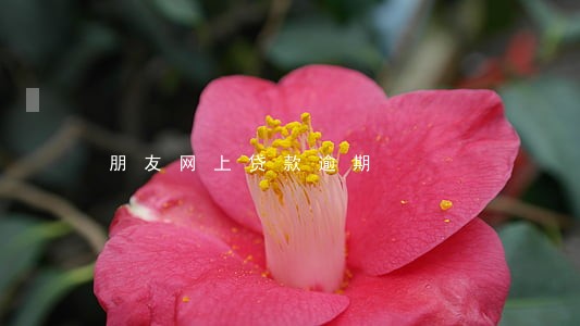 朋友网上贷款逾期 朋友网上贷款逾期