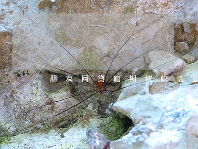 朋友网贷逾期催收信息 朋友网贷逾期催收信息