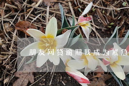 朋友网贷逾期我成为紧急联系人 朋友网贷逾期我成为紧急联系人