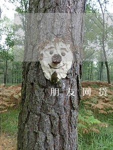 朋友网贷逾期让我被告证人 朋友网贷逾期让我被告证人