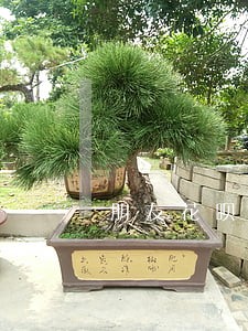 朋友花呗逾期 朋友花呗逾期