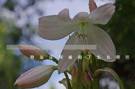朋友花呗逾期了怎么帮还 朋友花呗逾期了怎么帮还