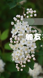 朋友花呗逾期会影响自己的花呗吗 朋友花呗逾期会影响自己的花呗吗