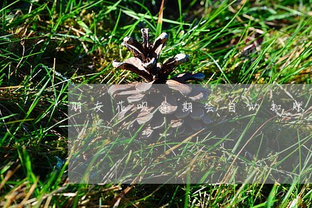 朋友花呗逾期会自动扣账吗 朋友花呗逾期会自动扣账吗