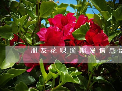 朋友花呗逾期发信息给我 朋友花呗逾期发信息给我