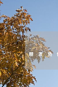 朋友负债逾期被强制执行 朋友负债逾期被强制执行