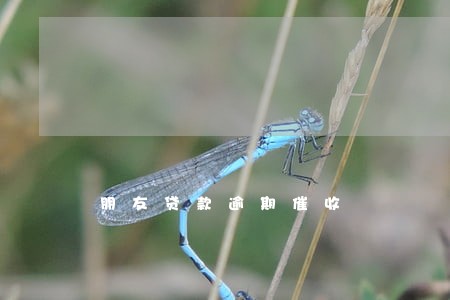 朋友贷款逾期催收 朋友贷款逾期催收