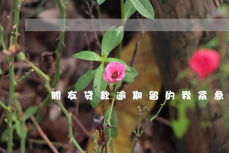 朋友贷款逾期留的我紧急联系人 朋友贷款逾期留的我紧急联系人