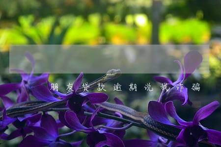 朋友贷款逾期说我诈骗 朋友贷款逾期说我诈骗