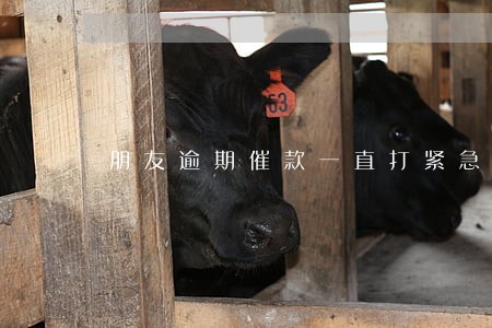 朋友逾期催款一直打紧急联系人 朋友逾期催款一直打紧急联系人