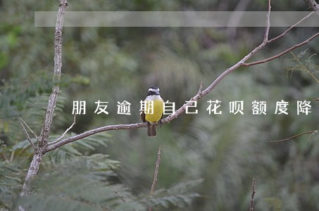朋友逾期自己花呗额度降低 朋友逾期自己花呗额度降低