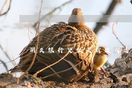 朋友银行贷款还我钱我违法吗 朋友银行贷款还我钱我违法吗