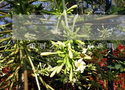 服刑之后信用卡逾期 服刑之后信用卡逾期