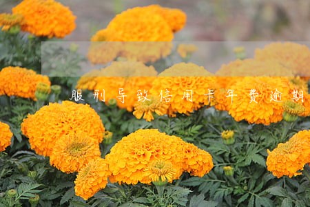 服刑导致信用卡年费逾期