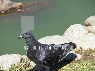 服刑期间信用卡逾期后怎么办