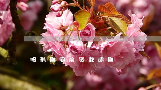 服刑期间房贷款逾期 服刑期间房贷款逾期