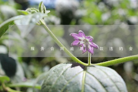 服务合同逾期付款违约金 服务合同逾期付款违约金