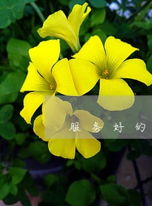 服务好的债务律师团队 服务好的债务律师团队