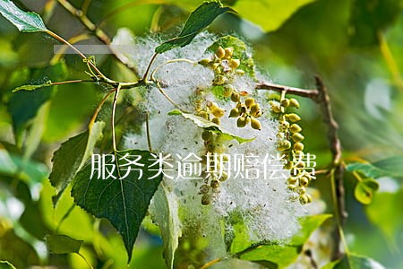 服务类逾期赔偿费 服务类逾期赔偿费