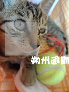 朔州逾期申报平台 朔州逾期申报平台