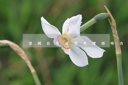 望城区专业债务律师电话咨询 望城区专业债务律师电话咨询