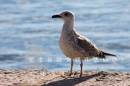 望奎新闻交通违法信息/2023020364517 望奎新闻交通违法信息/2023020364517