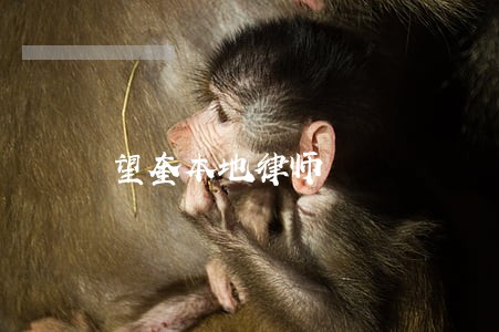 望奎本地律师 望奎本地律师