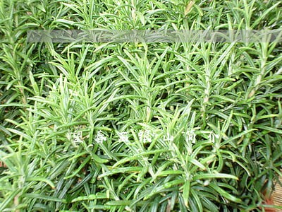望春石银山简介