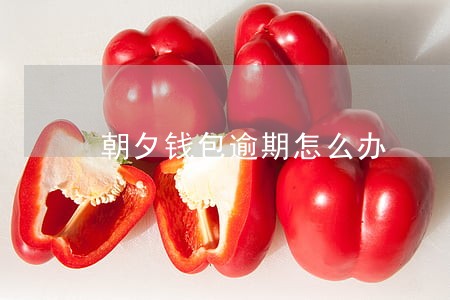 朝夕钱包逾期怎么办